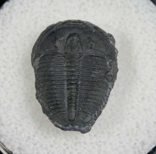 / Elrathia Trilobite Fossil - Utah #6697